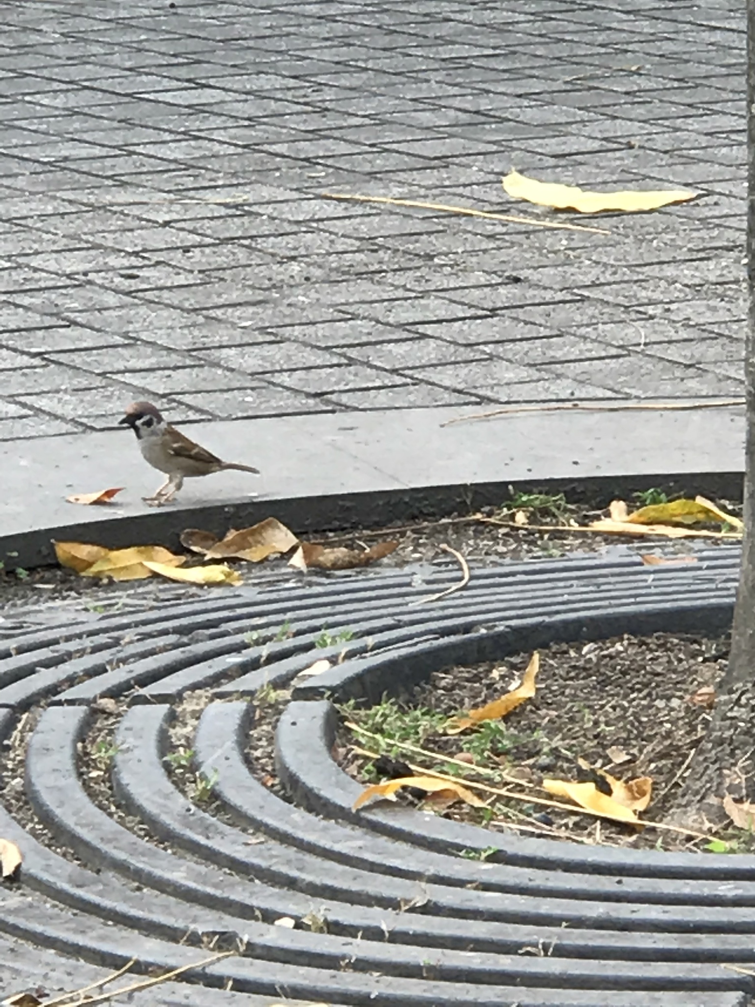 Eurasian Tree Sparrow