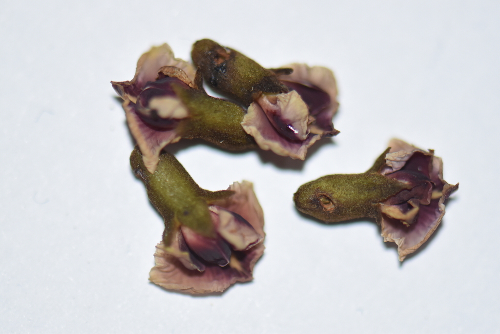 Paramachaerium schunkei
