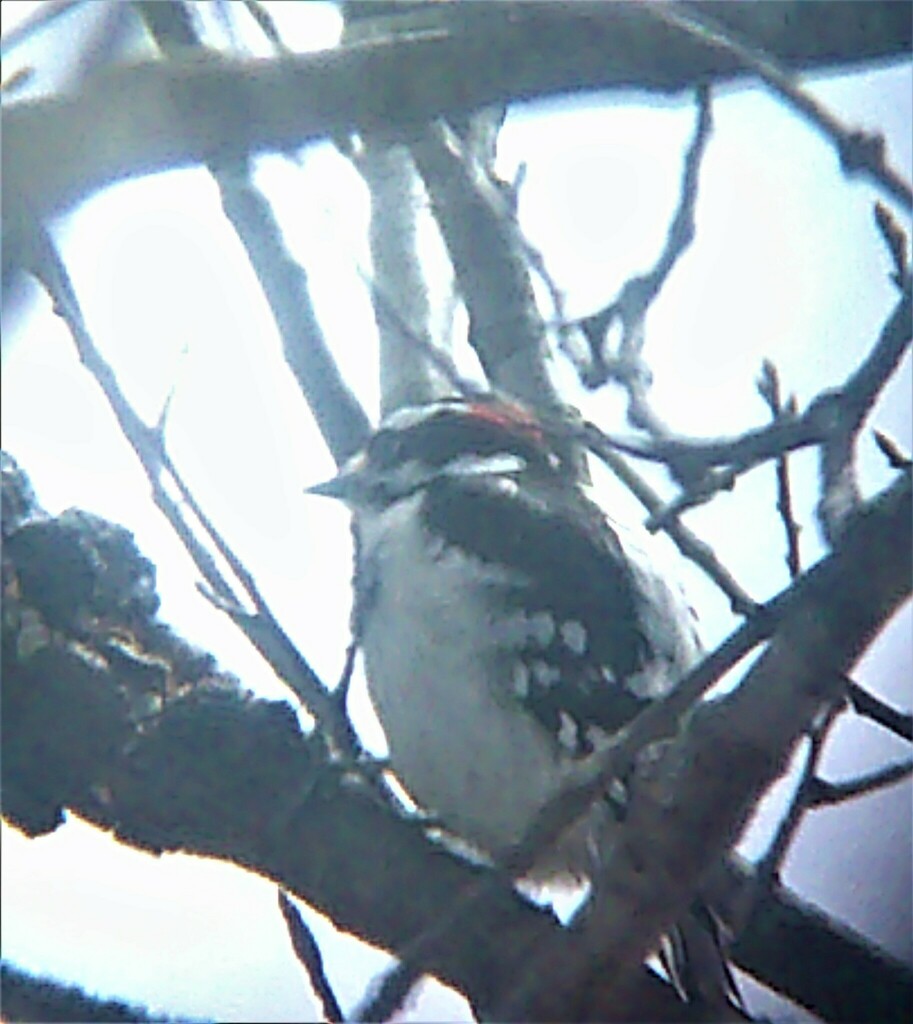 Downy Woodpecker from West Topsham, Topsham, VT, USA on April 20, 2023