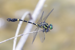 Lamelligomphus camelus