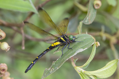 Chlorogomphus auratus