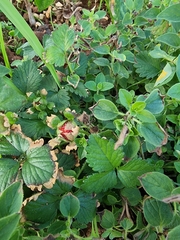 Potentilla indica image