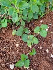 Potentilla indica image