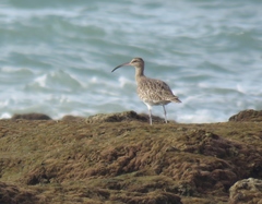 Numenius phaeopus