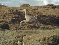 Numenius phaeopus