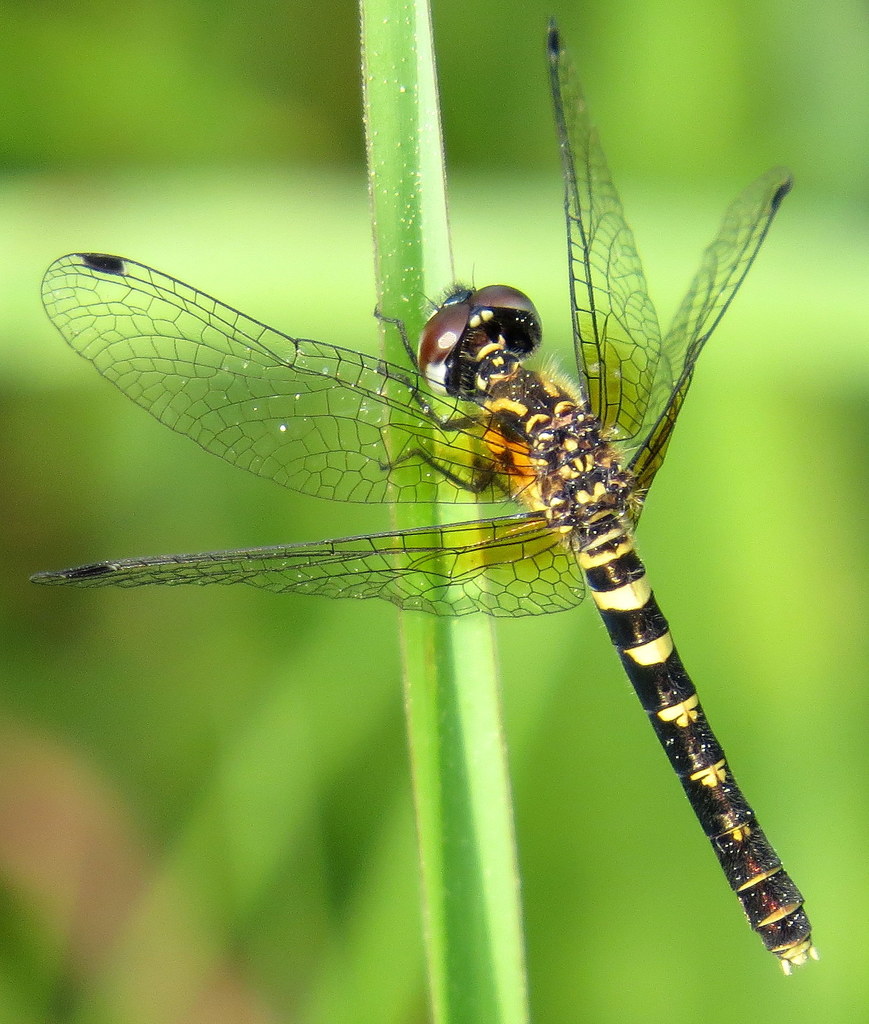 Elfin Skimmer