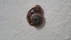 Otala punctata