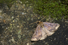 Hypersypnoides punctosa