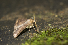 Hypersypnoides punctosa