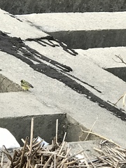 Periparus venustulus