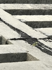 Periparus venustulus