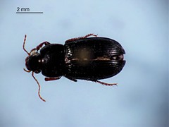 Selenophorus opalinus