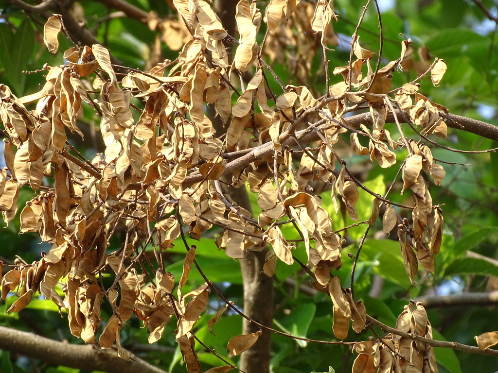 Lonchocarpus salvadorensis