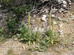 Verbascum longifolium