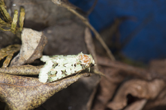 Diphtherocome pulchra