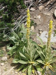 Verbascum longifolium