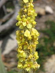 Verbascum longifolium
