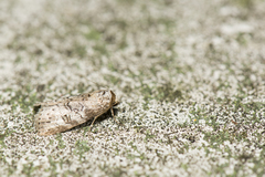Bryophilina mollicula