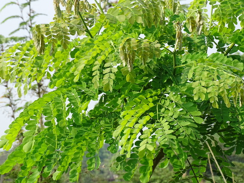 Pseudosamanea guachapele, photograph 2