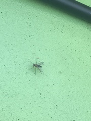 Diptera