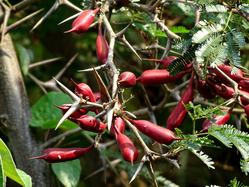 bullhorn acacia
