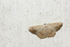 Peratostega deletaria