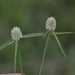 Fragrant Spikesedge - Photo (c) Dan Johnson, some rights reserved (CC BY-NC), uploaded by Dan Johnson