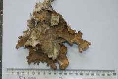Yarrumia colensoi