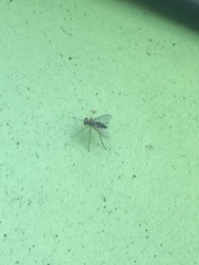 Diptera