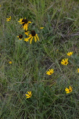 Rudbeckia texana