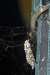 Zeuzera multistrigata