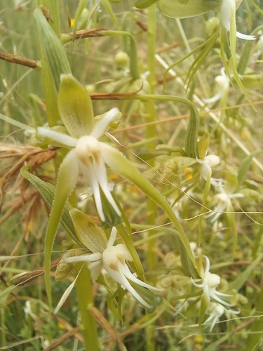 Image of Habenaria schimperiana by (c) Peter Le Roux, some rights reserved (CC BY)