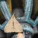 黃斑枯葉蛾 - Photo 由 Licheng Shih 所上傳的 (c) Licheng Shih，保留部份權利CC BY