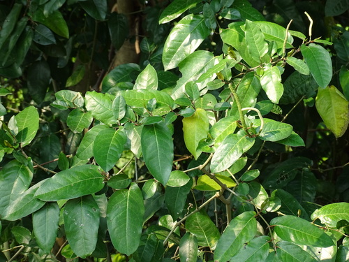 Image of Piper Tuberculatum (Piper tuberculatum) by (c) Alexis López Hernández, some rights reserved (CC BY)