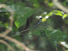 Psolodesmus mandarinus dorothea