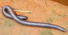 Siphonops