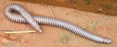 Siphonops