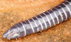 Siphonops