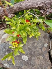 Ochna serrulata image