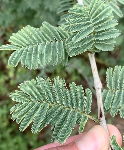 Plate Thorn