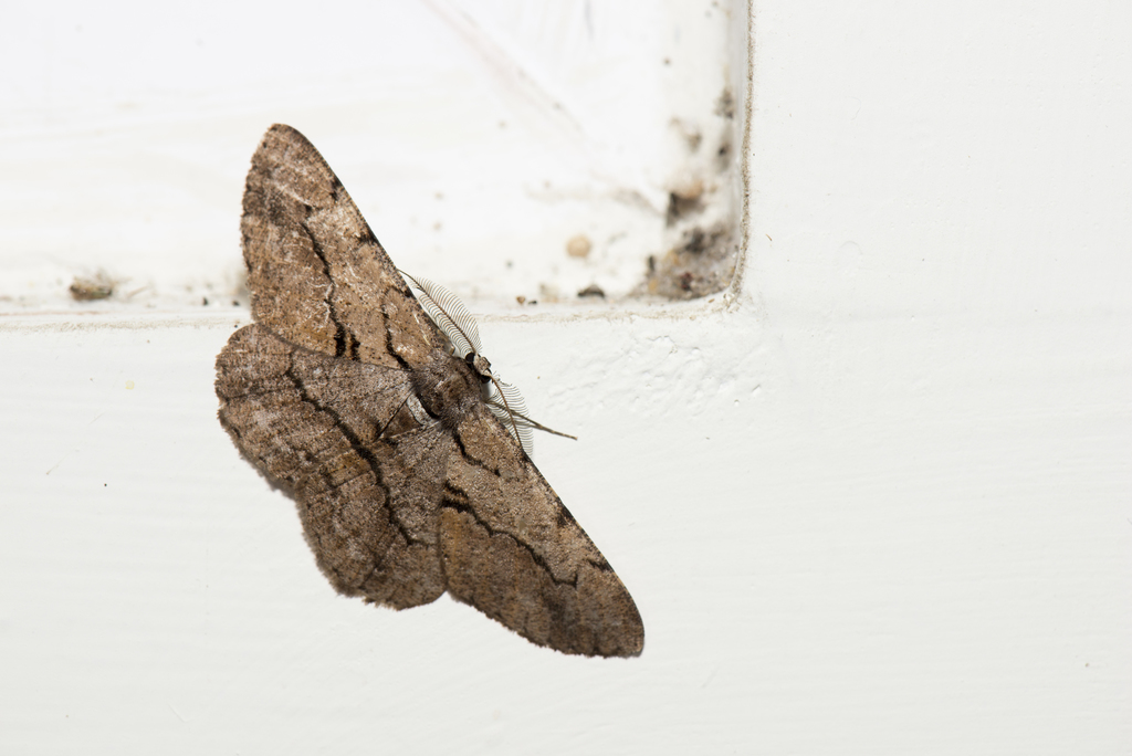 Hypomecis obliquisigna