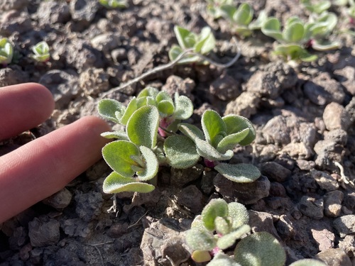 Image of Atriplex saccaria by (c) Martin Purdy, some rights reserved (CC BY)