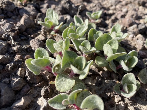 Image of Atriplex saccaria by (c) Martin Purdy, some rights reserved (CC BY)