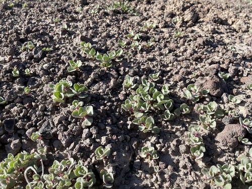 Image of Atriplex saccaria by (c) Martin Purdy, some rights reserved (CC BY)