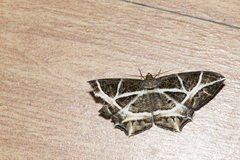 Mesastrape fulguraria