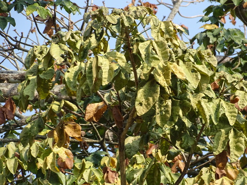 Image of Sterculia apetala by (c) Alexis López Hernández, some rights reserved (CC BY)
