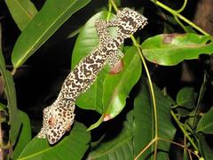 Uroplatus henkeli
