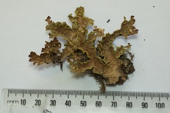 Yarrumia colensoi