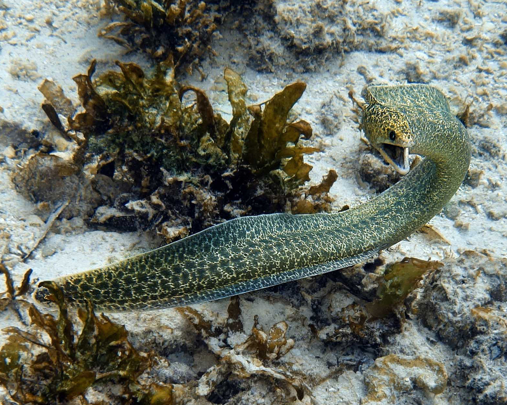 Highfin moray (Gymnothorax pseudothyrsoideus) — Muraenidae