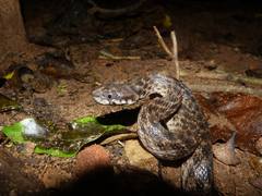 Madagascarophis colubrinus